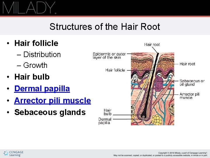 Structures of the Hair Root • Hair follicle – Distribution – Growth • •