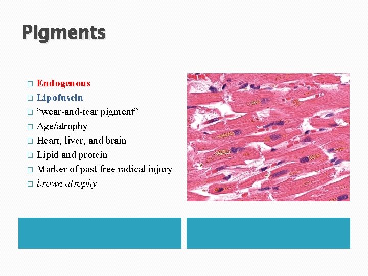 Pigments � � � � Endogenous Lipofuscin “wear-and-tear pigment” Age/atrophy Heart, liver, and brain