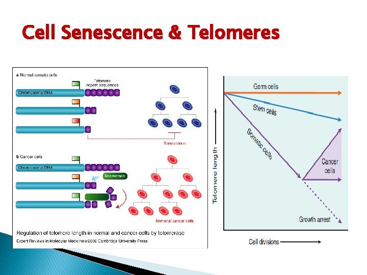 Cell Senescence & Telomeres 