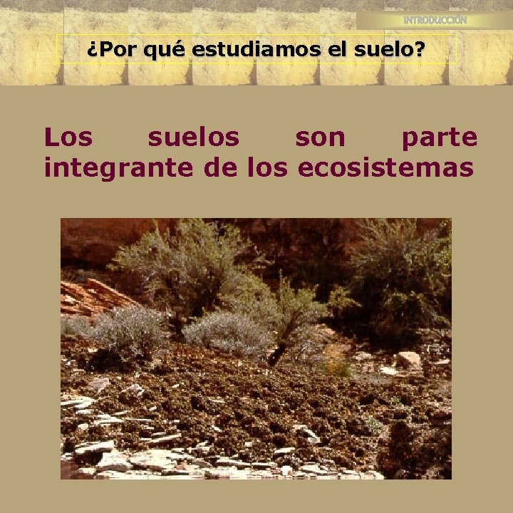 INTRODUCCIÓN ¿Por qué estudiamos el suelo? Los suelos son parte integrante de los ecosistemas