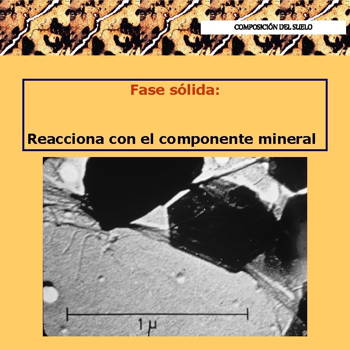 COMPOSICIÓN DEL SUELO Fase sólida: Reacciona con el componente mineral 