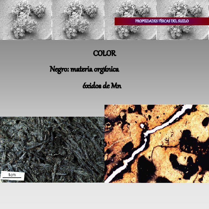 PROPIEDADES FÍSICAS DEL SUELO COLOR Negro: materia orgánica óxidos de Mn 