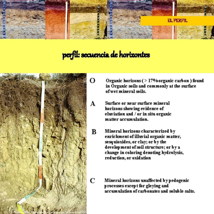 EL PERFIL perfil: secuencia de horizontes 