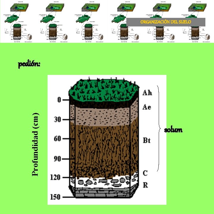 ORGANIZACIÓN DEL SUELO Profundidad (cm) pedión: solum 