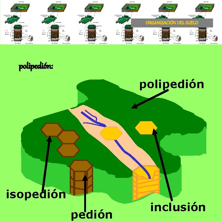 ORGANIZACIÓN DEL SUELO polipedión: polipedión isopedión inclusión 