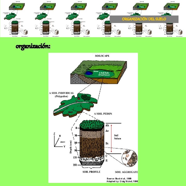 ORGANIZACIÓN DEL SUELO organización: 