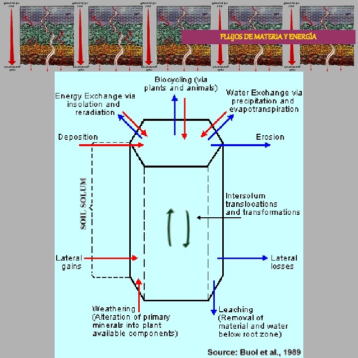 FLUJOS DE MATERIA Y ENERGÍA 