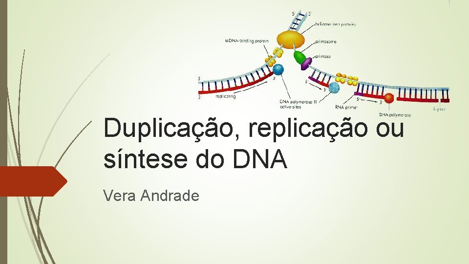 Duplicação, replicação ou síntese do DNA Vera Andrade 
