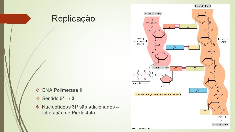 Replicação DNA Polimerase III Sentido 5’ → 3’ Nucleotídeos 3 P são adicionados -Liberação