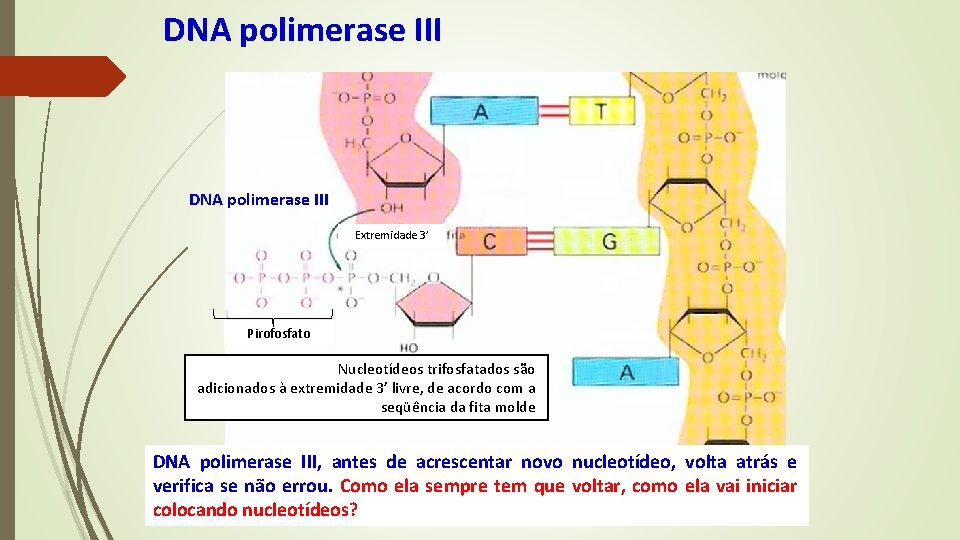 DNA polimerase III Extremidade 3’ Pirofosfato Nucleotídeos trifosfatados são adicionados à extremidade 3’ livre,