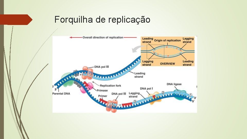 Forquilha de replicação 