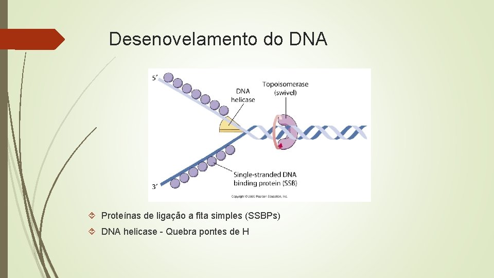 Desenovelamento do DNA Proteínas de ligação a fita simples (SSBPs) DNA helicase - Quebra