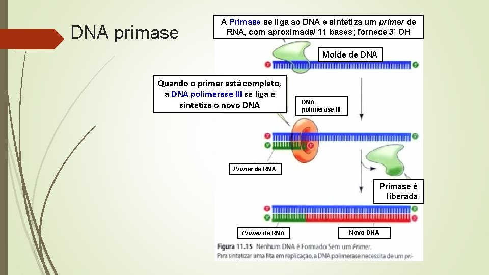 DNA primase A Primase se liga ao DNA e sintetiza um primer de RNA,