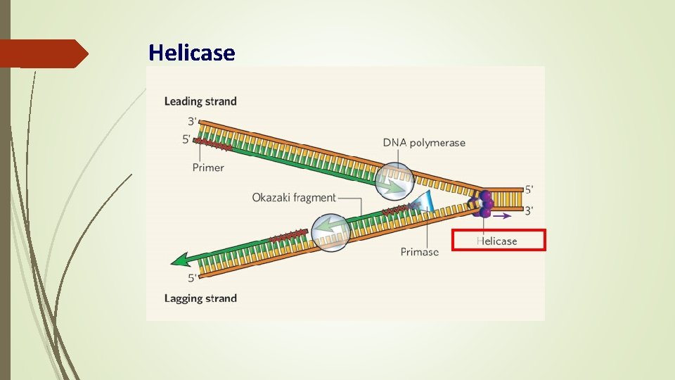 Helicase 