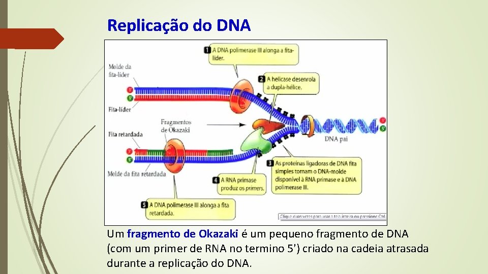 Replicação do DNA Um fragmento de Okazaki é um pequeno fragmento de DNA (com