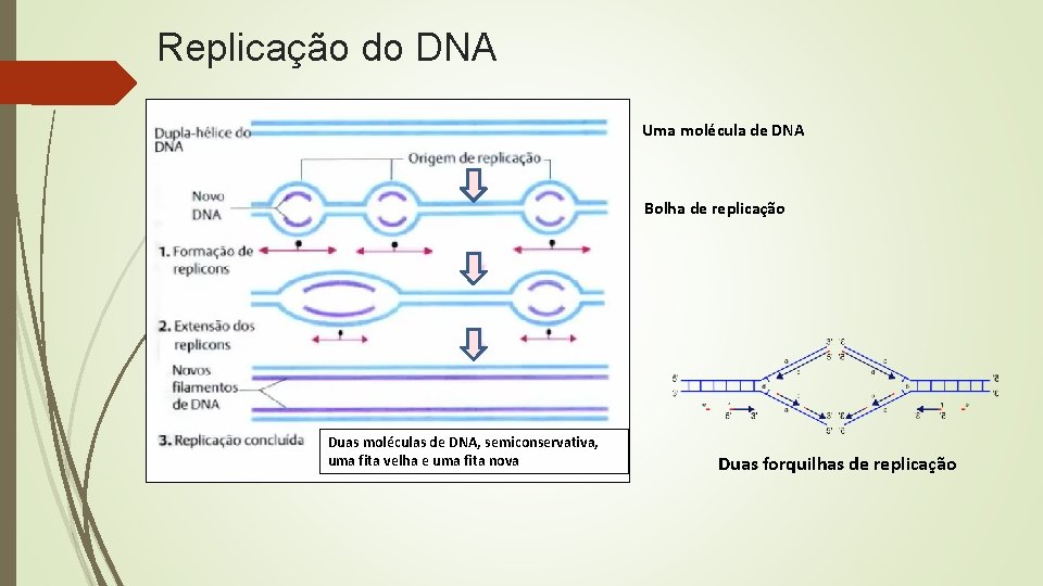 Replicação do DNA Uma molécula de DNA Bolha de replicação Duas moléculas de DNA,