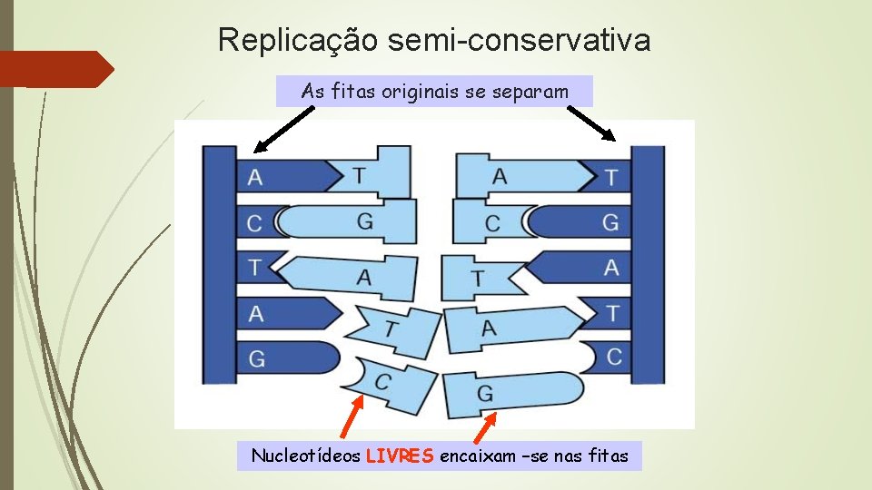 Replicação semi-conservativa As fitas originais se separam Nucleotídeos LIVRES encaixam –se nas fitas 