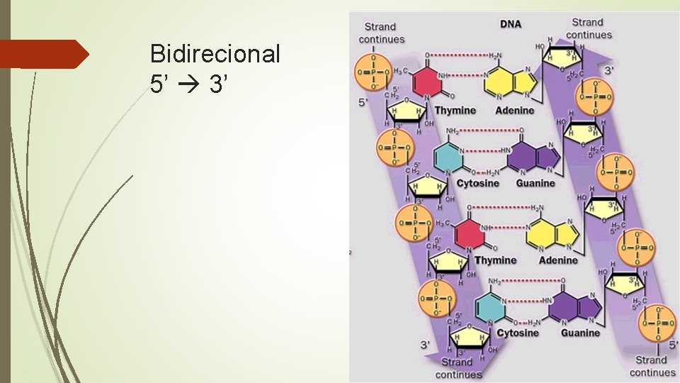 Bidirecional 5’ 3’ 