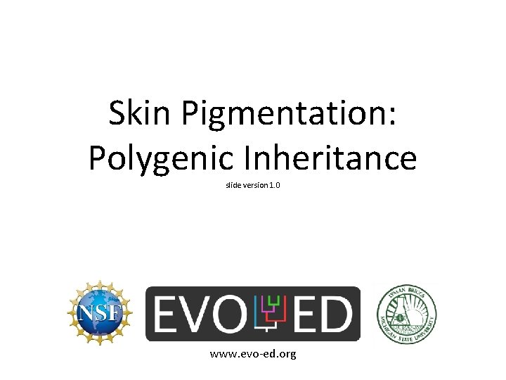 Skin Pigmentation: Polygenic Inheritance slide version 1. 0 www. evo-ed. org Skin Pigmentation: Polygenic Inheritance slide version 1. 0 www. evo-ed. org