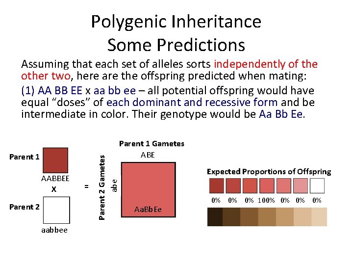 Polygenic Inheritance Some Predictions Parent 1 AABBEE X Parent 2 aabbee = Parent 2 Polygenic Inheritance Some Predictions Parent 1 AABBEE X Parent 2 aabbee = Parent 2