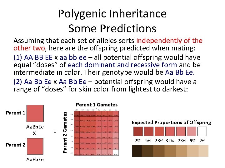 Polygenic Inheritance Some Predictions Assuming that each set of alleles sorts independently of the Polygenic Inheritance Some Predictions Assuming that each set of alleles sorts independently of the