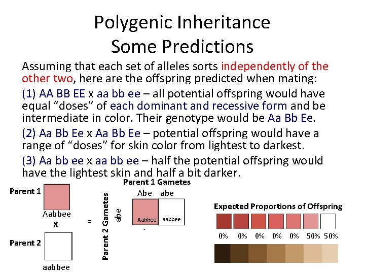 Polygenic Inheritance Some Predictions Parent 1 Aabbee X Parent 2 aabbee = Parent 2 Polygenic Inheritance Some Predictions Parent 1 Aabbee X Parent 2 aabbee = Parent 2