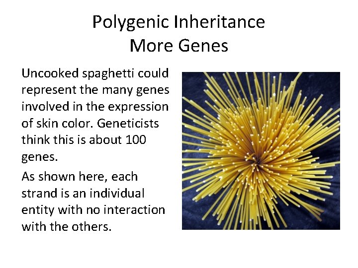 Polygenic Inheritance More Genes Uncooked spaghetti could represent the many genes involved in the Polygenic Inheritance More Genes Uncooked spaghetti could represent the many genes involved in the
