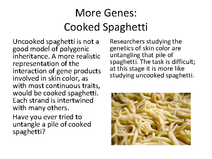More Genes: Cooked Spaghetti Uncooked spaghetti is not a good model of polygenic inheritance. More Genes: Cooked Spaghetti Uncooked spaghetti is not a good model of polygenic inheritance.