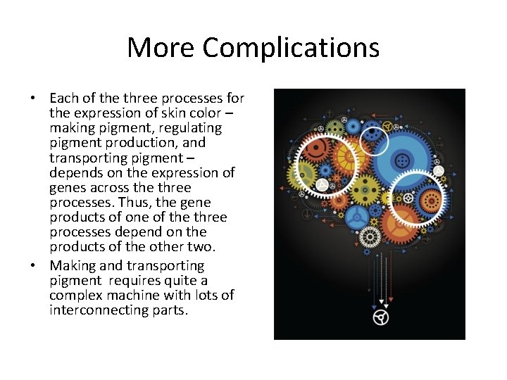 More Complications • Each of the three processes for the expression of skin color More Complications • Each of the three processes for the expression of skin color