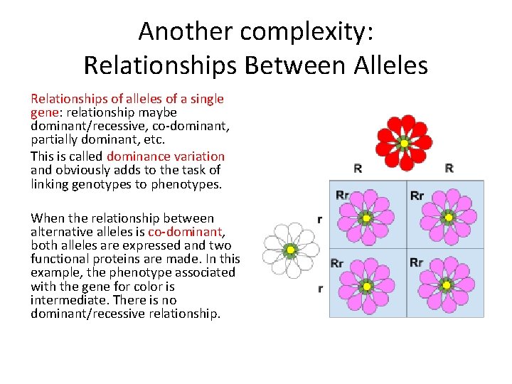Another complexity: Relationships Between Alleles Relationships of alleles of a single gene: relationship maybe Another complexity: Relationships Between Alleles Relationships of alleles of a single gene: relationship maybe
