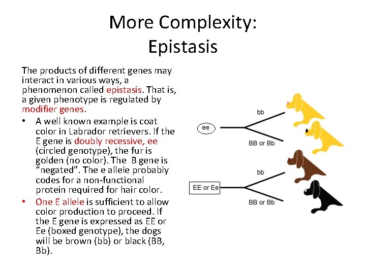 More Complexity: Epistasis The products of different genes may interact in various ways, a More Complexity: Epistasis The products of different genes may interact in various ways, a