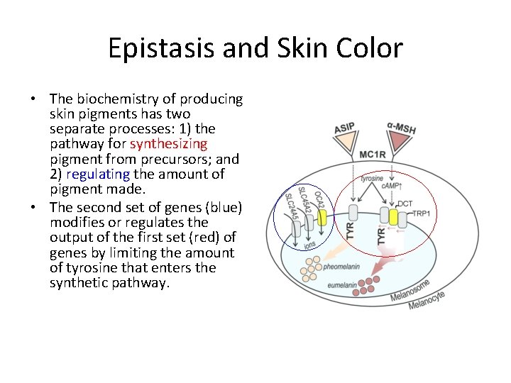 Epistasis and Skin Color • The biochemistry of producing skin pigments has two separate Epistasis and Skin Color • The biochemistry of producing skin pigments has two separate