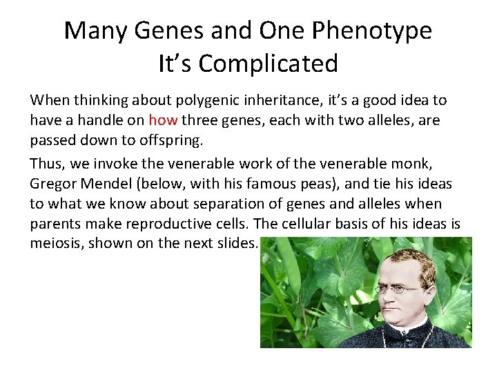Many Genes and One Phenotype It’s Complicated When thinking about polygenic inheritance, it’s a Many Genes and One Phenotype It’s Complicated When thinking about polygenic inheritance, it’s a