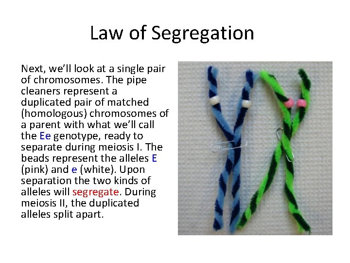 Law of Segregation Next, we’ll look at a single pair of chromosomes. The pipe Law of Segregation Next, we’ll look at a single pair of chromosomes. The pipe