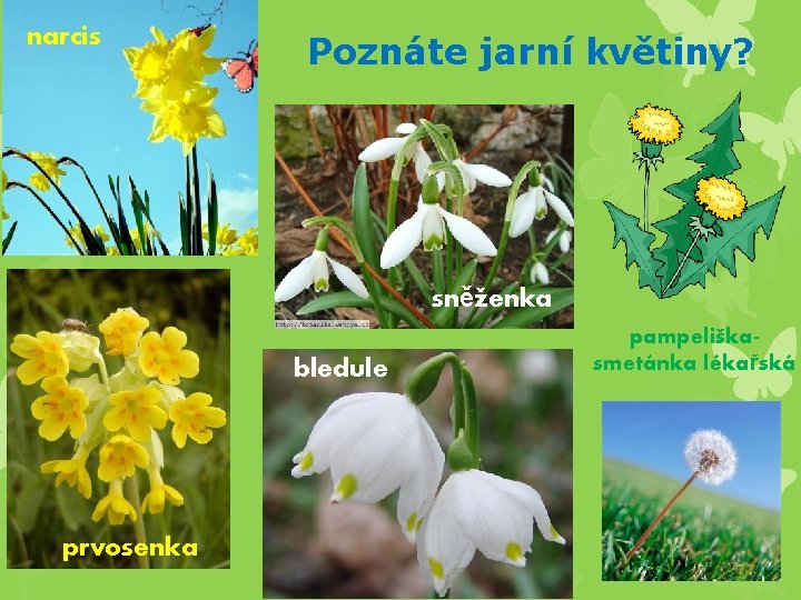 narcis Poznáte jarní květiny? sněženka bledule prvosenka pampeliškasmetánka lékařská 