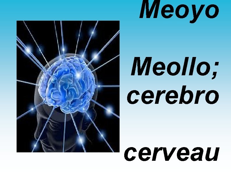 Meoyo Meollo; cerebro cerveau 