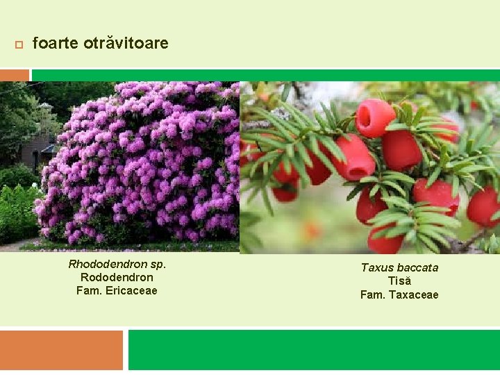 foarte otrăvitoare Rhododendron sp. Rododendron Fam. Ericaceae Taxus baccata Tisă Fam. Taxaceae foarte otrăvitoare Rhododendron sp. Rododendron Fam. Ericaceae Taxus baccata Tisă Fam. Taxaceae