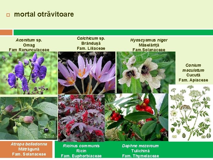 mortal otrăvitoare Aconitum sp. Omag Fam Ranunculaceae Colchicum sp. Brândușă Fam. Liliaceae Hyoscyamus mortal otrăvitoare Aconitum sp. Omag Fam Ranunculaceae Colchicum sp. Brândușă Fam. Liliaceae Hyoscyamus