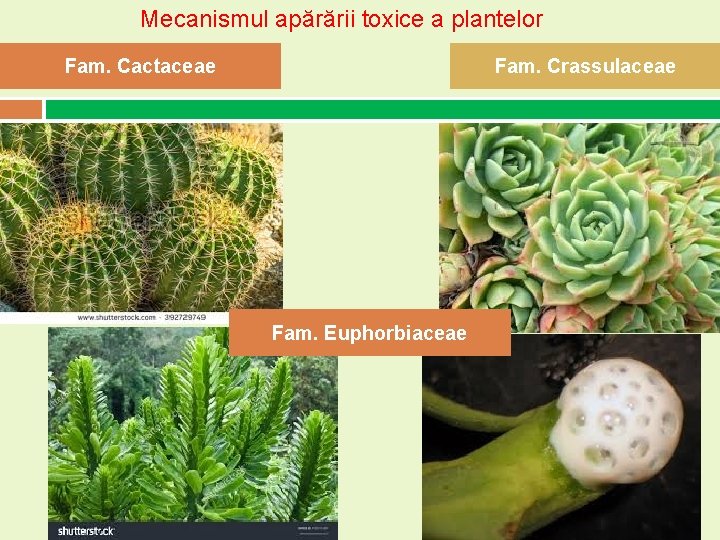 Mecanismul apărării toxice a plantelor Fam. Cactaceae Fam. Crassulaceae Fam. Euphorbiaceae Mecanismul apărării toxice a plantelor Fam. Cactaceae Fam. Crassulaceae Fam. Euphorbiaceae