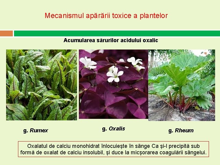 Mecanismul apărării toxice a plantelor Acumularea sărurilor acidului oxalic g. Rumex g. Oxalis g. Mecanismul apărării toxice a plantelor Acumularea sărurilor acidului oxalic g. Rumex g. Oxalis g.