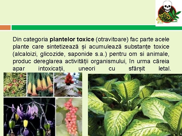 Din categoria plantelor toxice (otravitoare) fac parte acele plante care sintetizează și acumulează substanțe Din categoria plantelor toxice (otravitoare) fac parte acele plante care sintetizează și acumulează substanțe