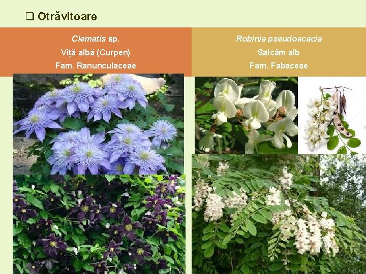 q Otrăvitoare Clematis sp. Robinia pseudoacacia Viță albă (Curpen) Salcâm alb Fam. Ranunculaceae Fam. q Otrăvitoare Clematis sp. Robinia pseudoacacia Viță albă (Curpen) Salcâm alb Fam. Ranunculaceae Fam.