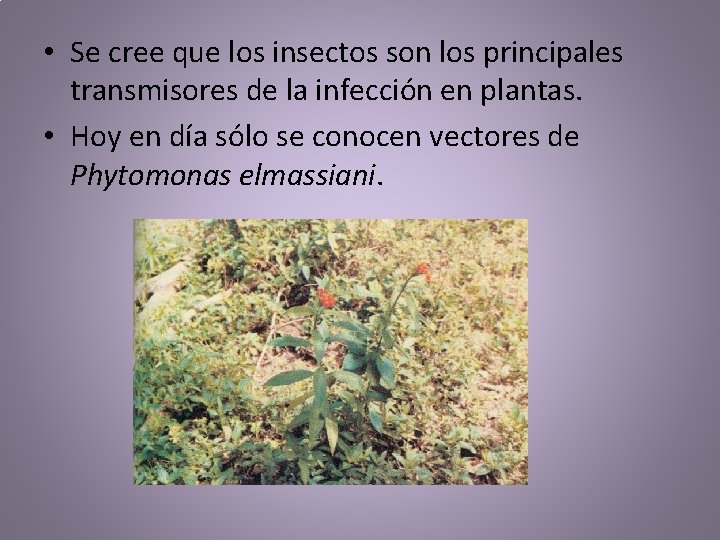 • Se cree que los insectos son los principales transmisores de la infección • Se cree que los insectos son los principales transmisores de la infección