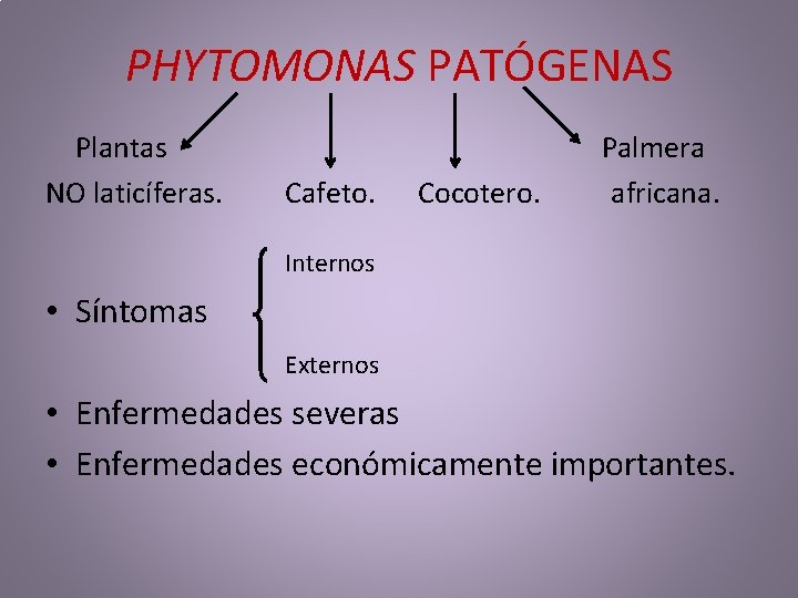 PHYTOMONAS PATÓGENAS Plantas NO laticíferas. Palmera Cafeto. Cocotero. africana. Internos • Síntomas Externos • PHYTOMONAS PATÓGENAS Plantas NO laticíferas. Palmera Cafeto. Cocotero. africana. Internos • Síntomas Externos •