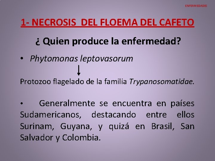 ENFERMEDADES 1 - NECROSIS DEL FLOEMA DEL CAFETO ¿ Quien produce la enfermedad? • ENFERMEDADES 1 - NECROSIS DEL FLOEMA DEL CAFETO ¿ Quien produce la enfermedad? •