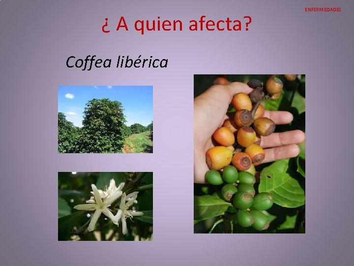 ¿ A quien afecta? Coffea libérica ENFERMEDADES ¿ A quien afecta? Coffea libérica ENFERMEDADES