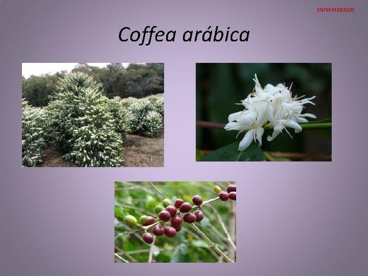 ENFERMEDADES Coffea arábica ENFERMEDADES Coffea arábica