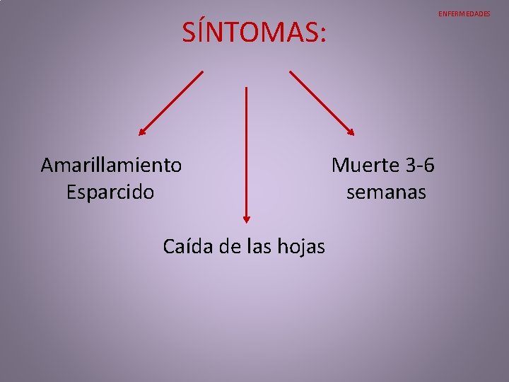 SÍNTOMAS: Amarillamiento Esparcido Muerte 3 -6 semanas Caída de las hojas ENFERMEDADES SÍNTOMAS: Amarillamiento Esparcido Muerte 3 -6 semanas Caída de las hojas ENFERMEDADES
