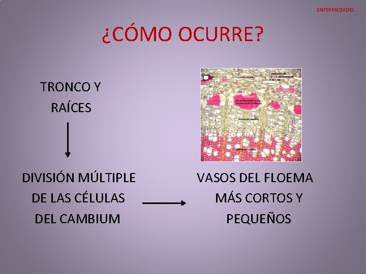 ENFERMEDADES ¿CÓMO OCURRE? TRONCO Y RAÍCES DIVISIÓN MÚLTIPLE VASOS DEL FLOEMA DE LAS CÉLULAS ENFERMEDADES ¿CÓMO OCURRE? TRONCO Y RAÍCES DIVISIÓN MÚLTIPLE VASOS DEL FLOEMA DE LAS CÉLULAS