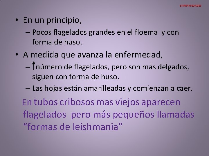 ENFERMEDADES • En un principio, – Pocos flagelados grandes en el floema y con ENFERMEDADES • En un principio, – Pocos flagelados grandes en el floema y con